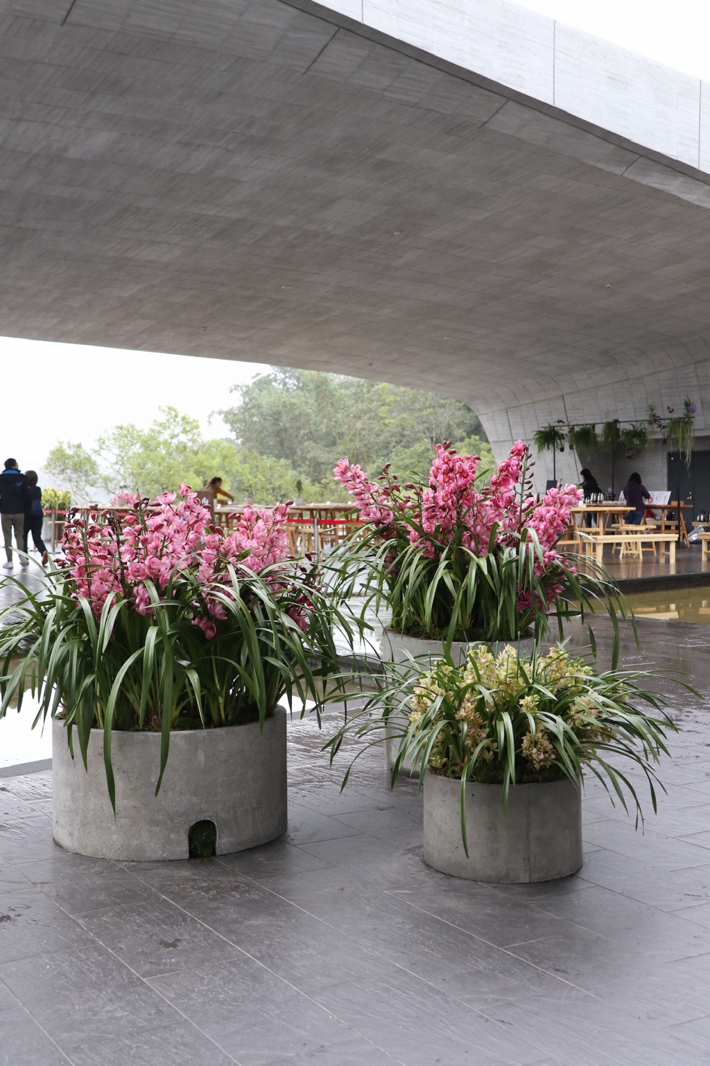 清水模建築下的蘭花盆器群組