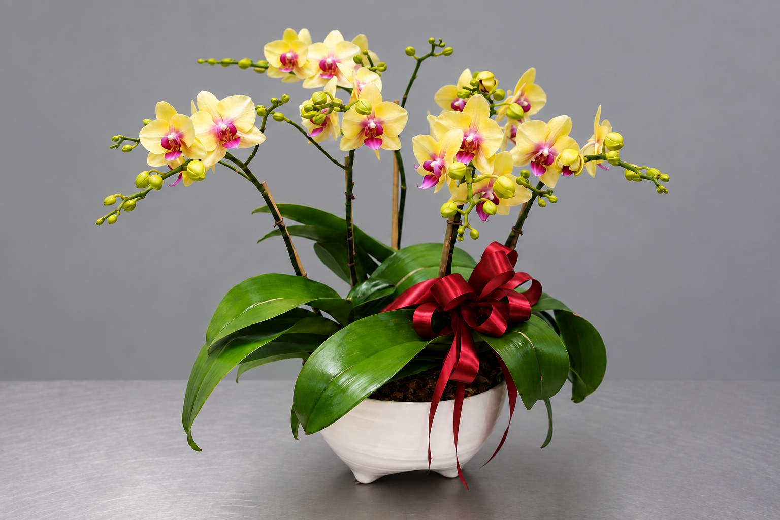淡黃色蘭花與白色淺盆