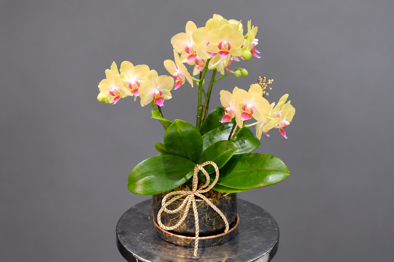 小型黃色蘭花與黑金盆器