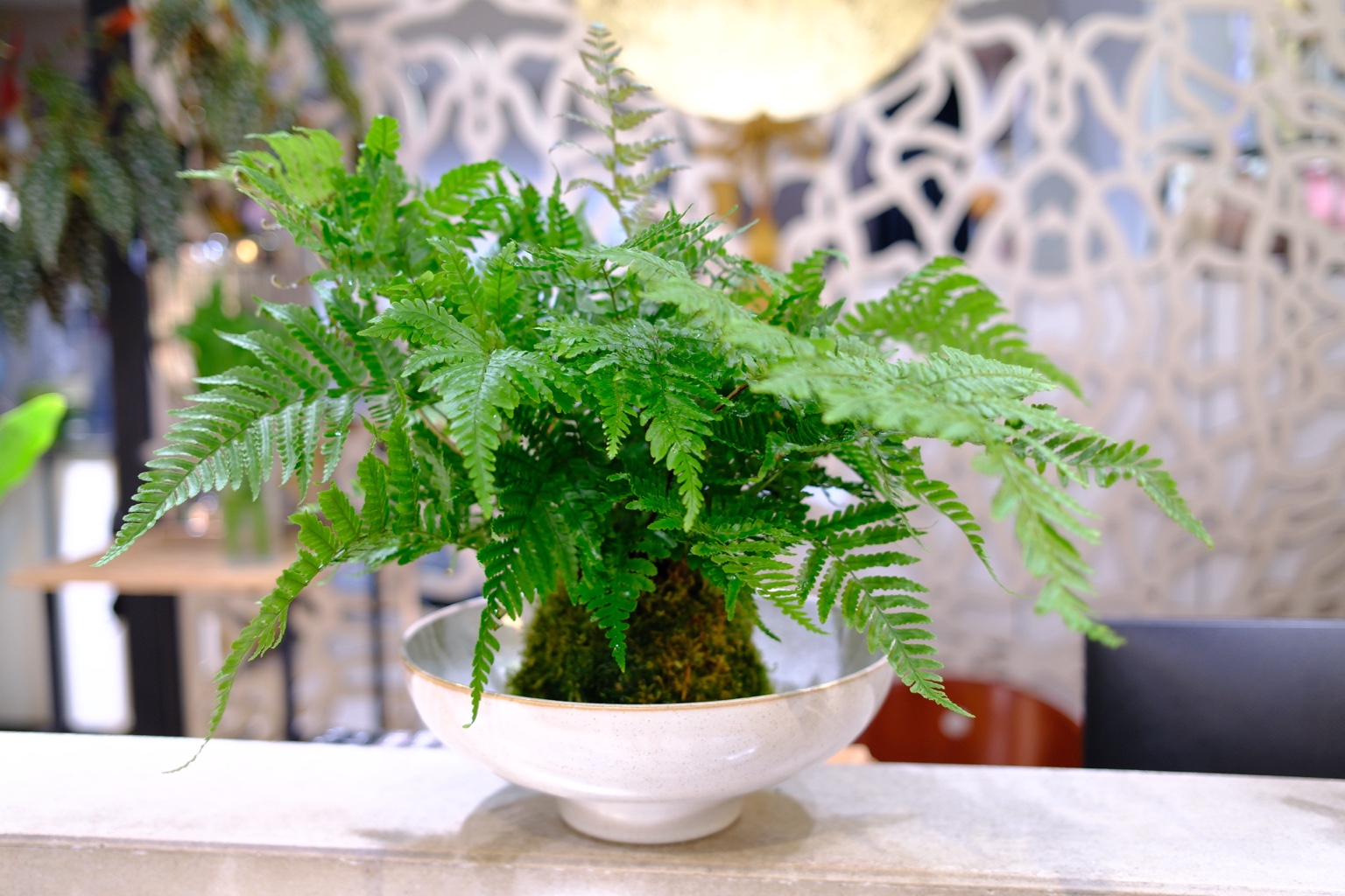 蕨類苔球與白色淺盆