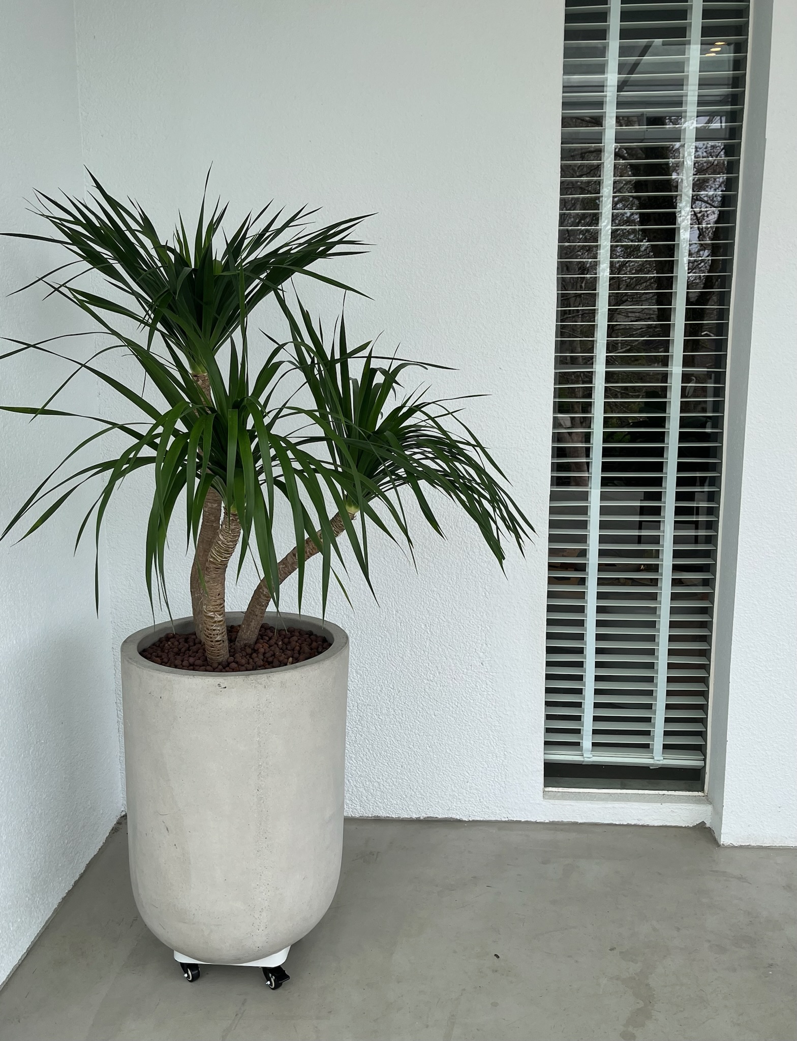 窄葉木本植物與淺灰色落地高盆
