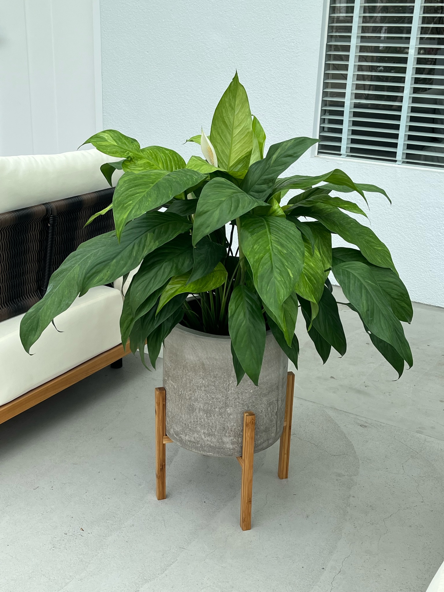 闊葉植物搭配灰色盆器與木質盆架