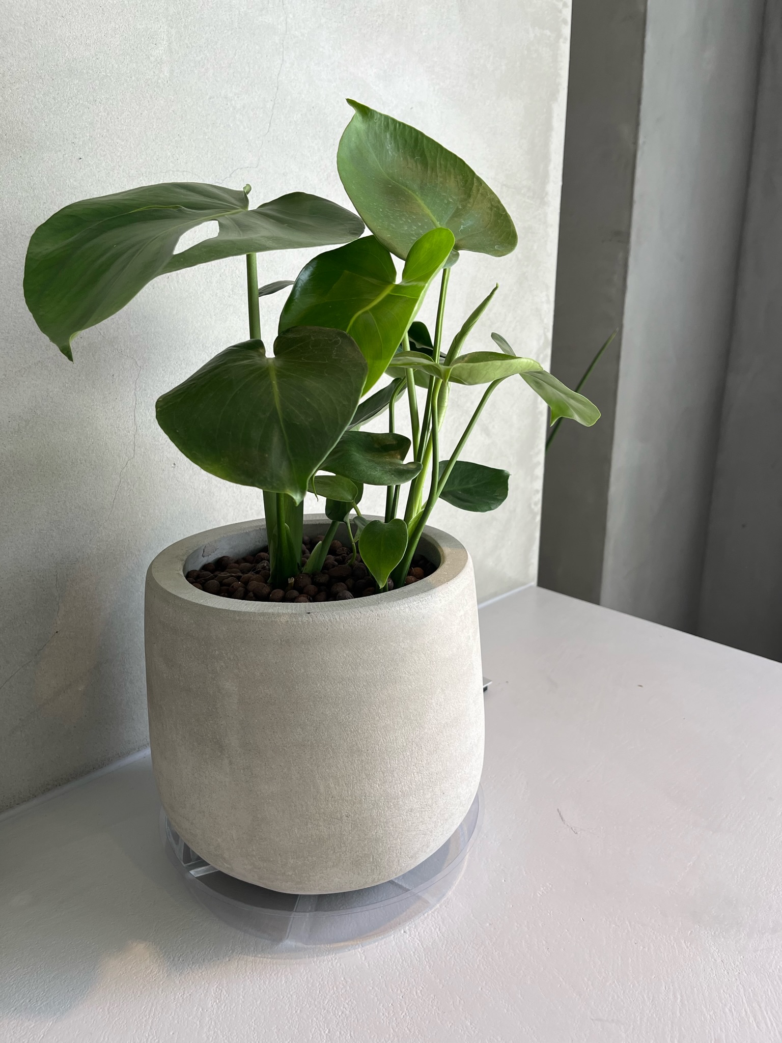桌上觀葉植物與圓形淺色盆器