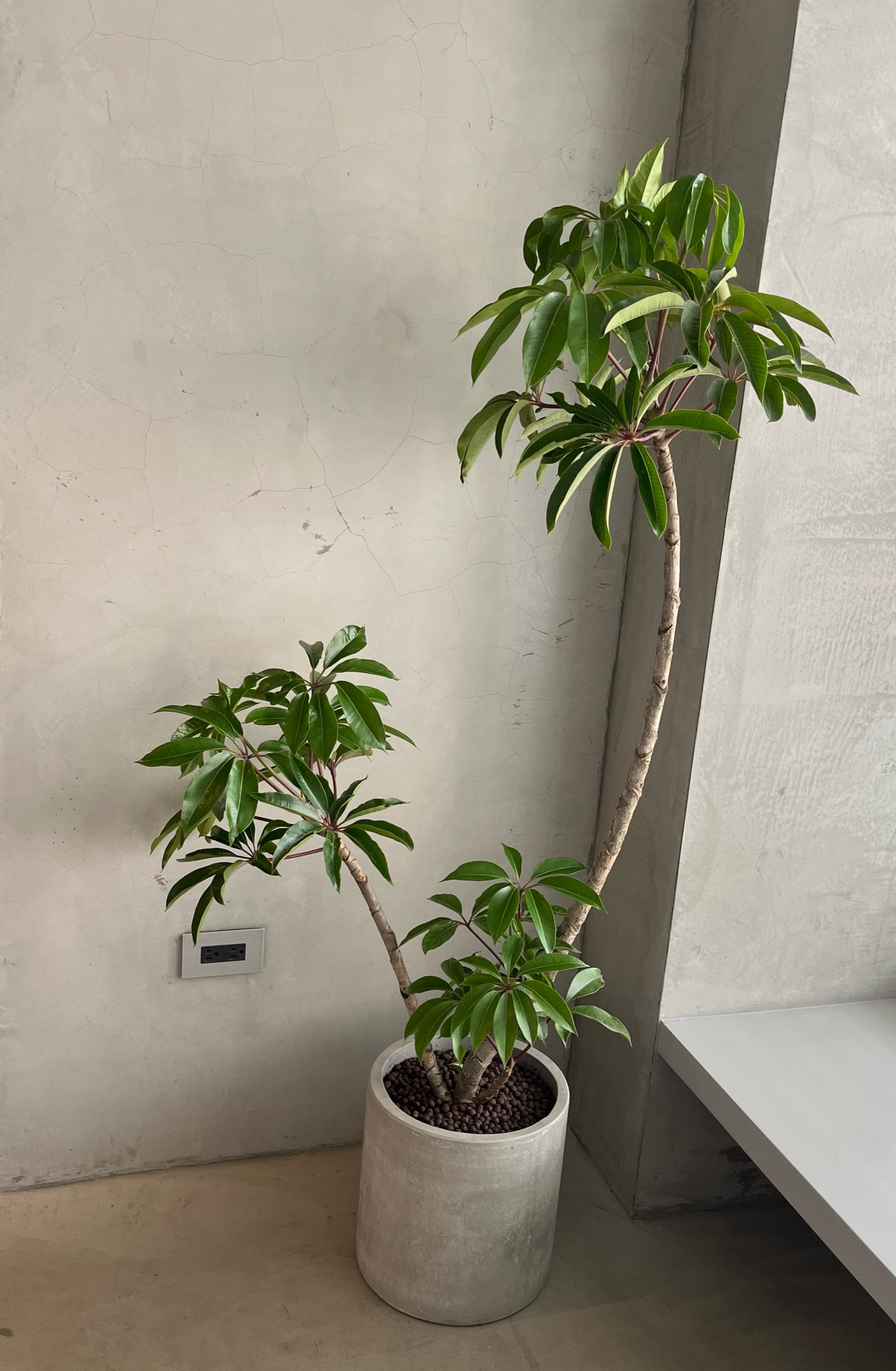 高低枝條錯落的木本植物與灰色圓盆