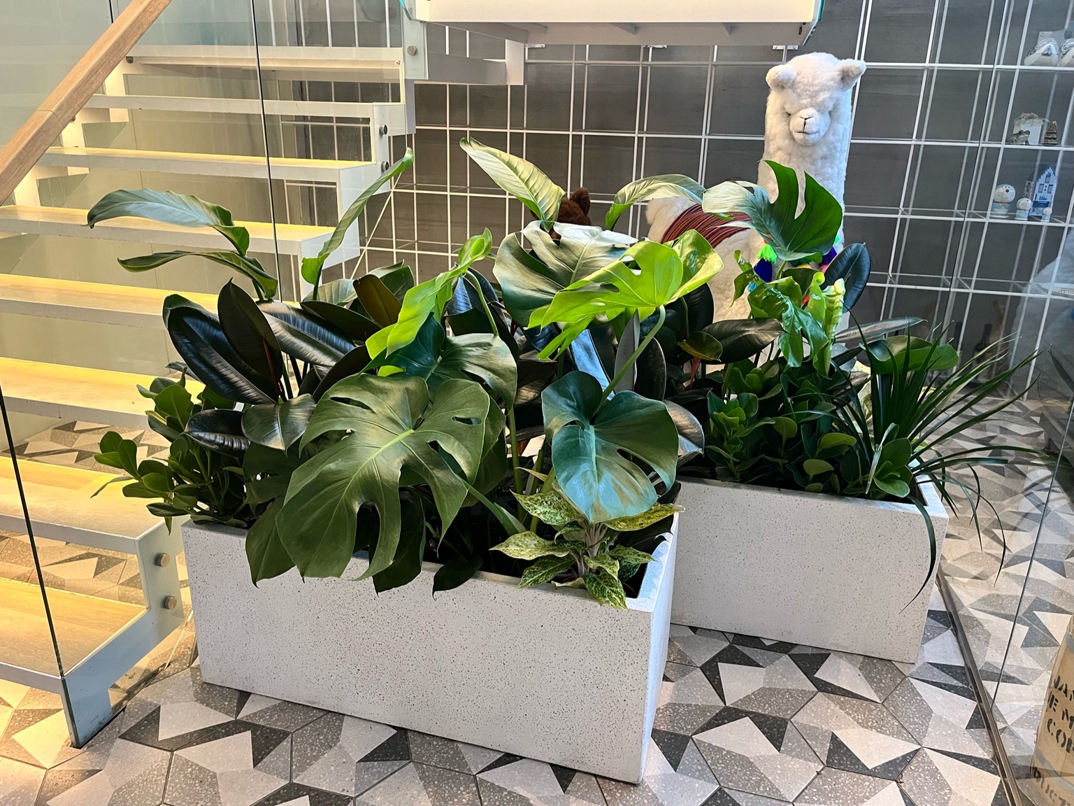 不同葉形的觀葉植物搭配長方形白色盆器