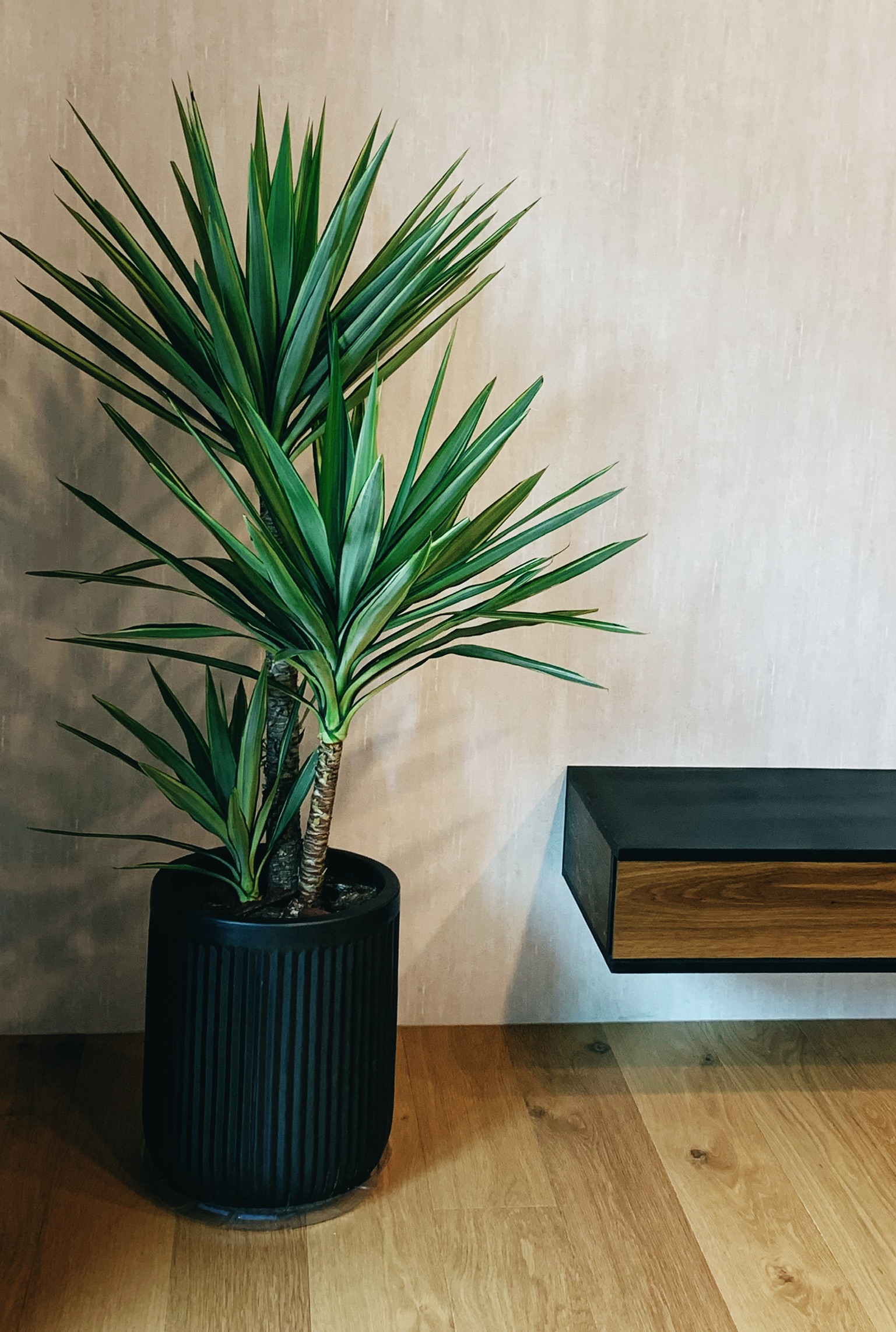 尖長葉片木本植物與黑色直紋盆器