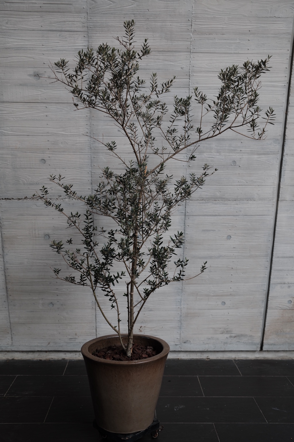 清水模紋理牆前，舒展枝條的樹形植栽與棕色盆器